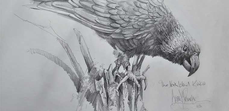 Painting NZ's Kaka Bird