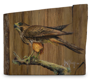 The Marlborough Falcon (Kārearea)