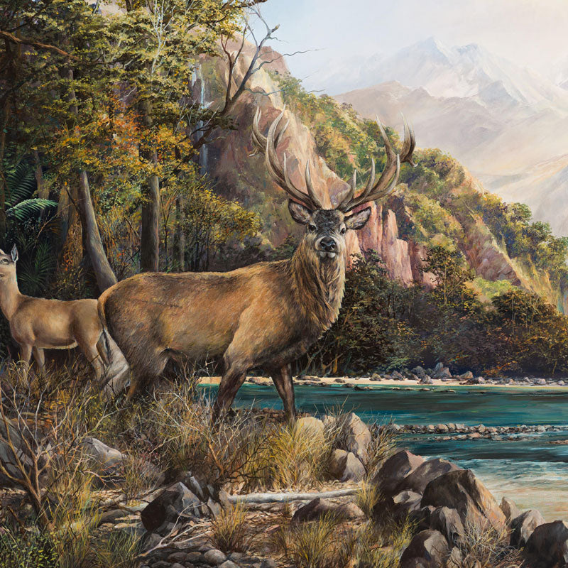 Red Stag Southern Alps